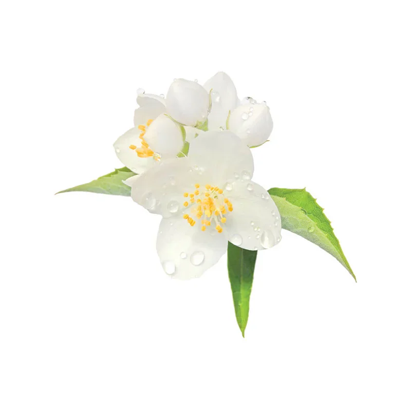 Orangenbluetenwasser Orangenblüten