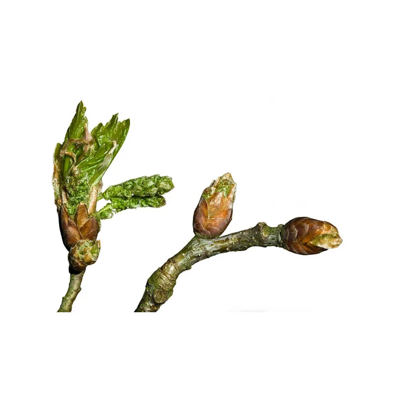 Buchenknospen-Extrakt Zweige mit Buchenknospen