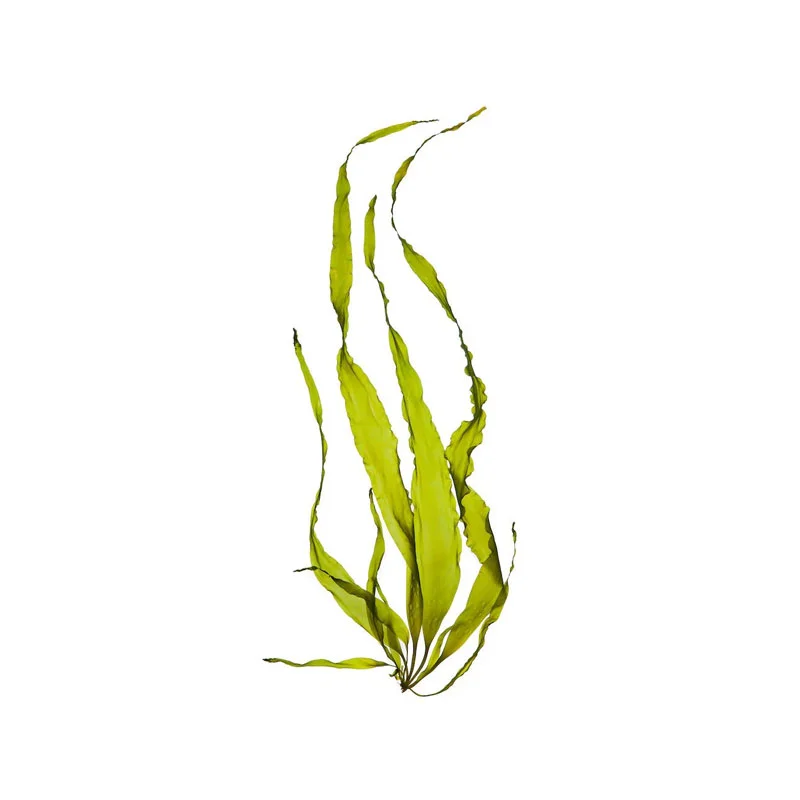 Astaxanthin aus Grünalgen- Grünalgen