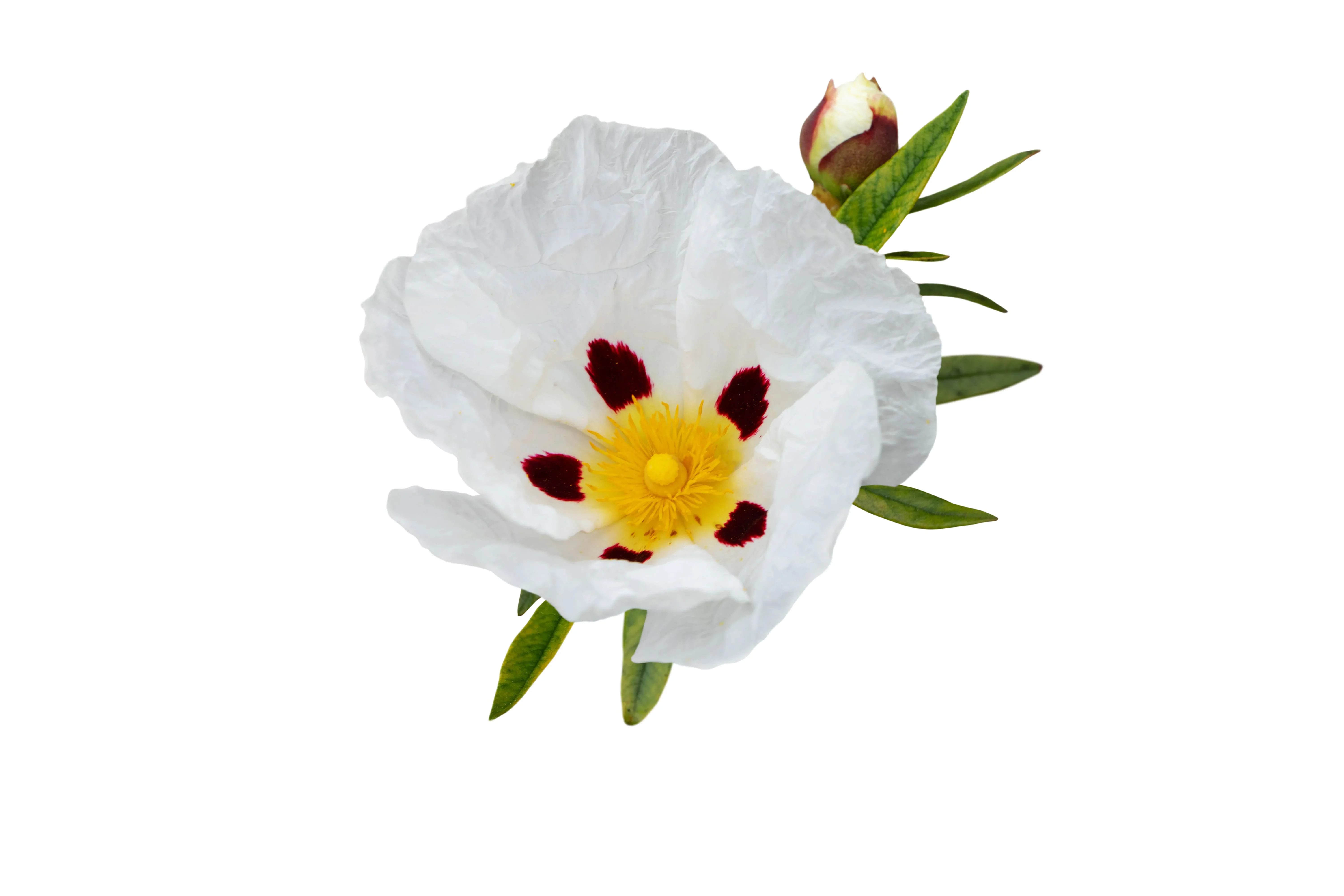 Zistrose Zistrosen-Blüte