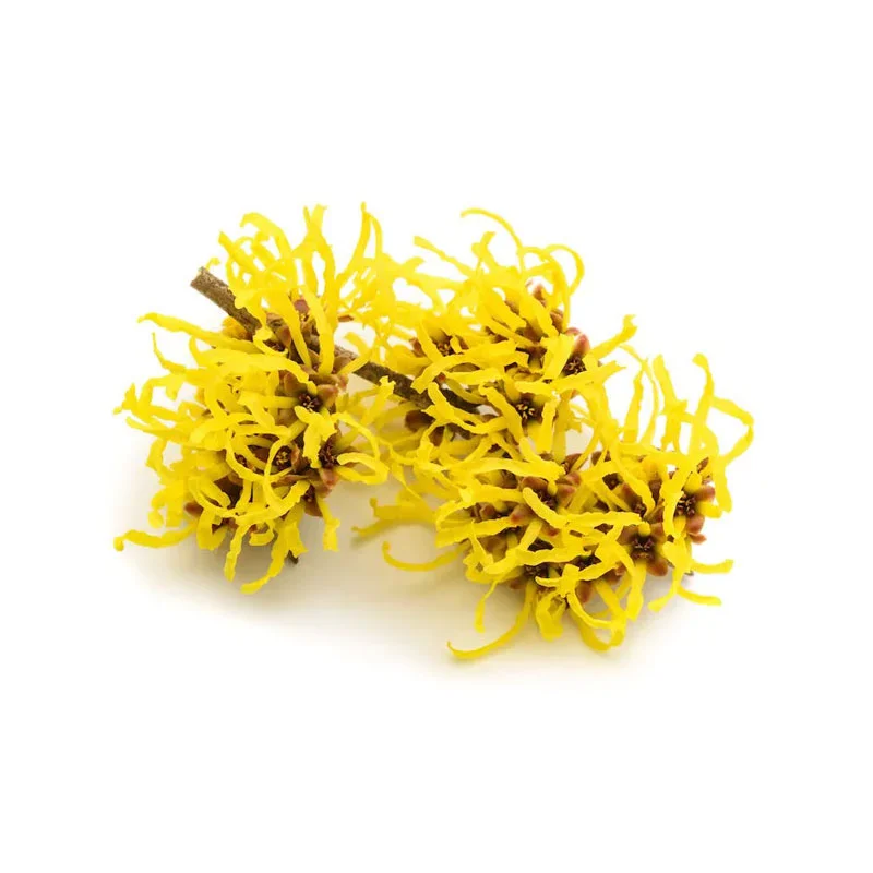 Hamamelis-Extrakt Hamamelis-Blüte