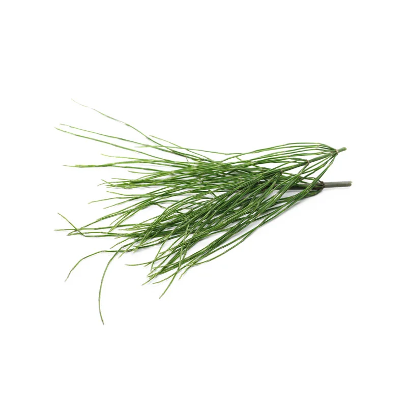 Zinnkraut Bündel Zinnkraut