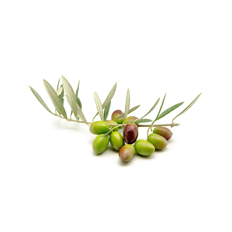 Oliven-Polyphenole mehrere Oliven mit Zweig