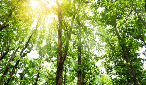 Sonnenlicht flutet auf eine Waldlichtung