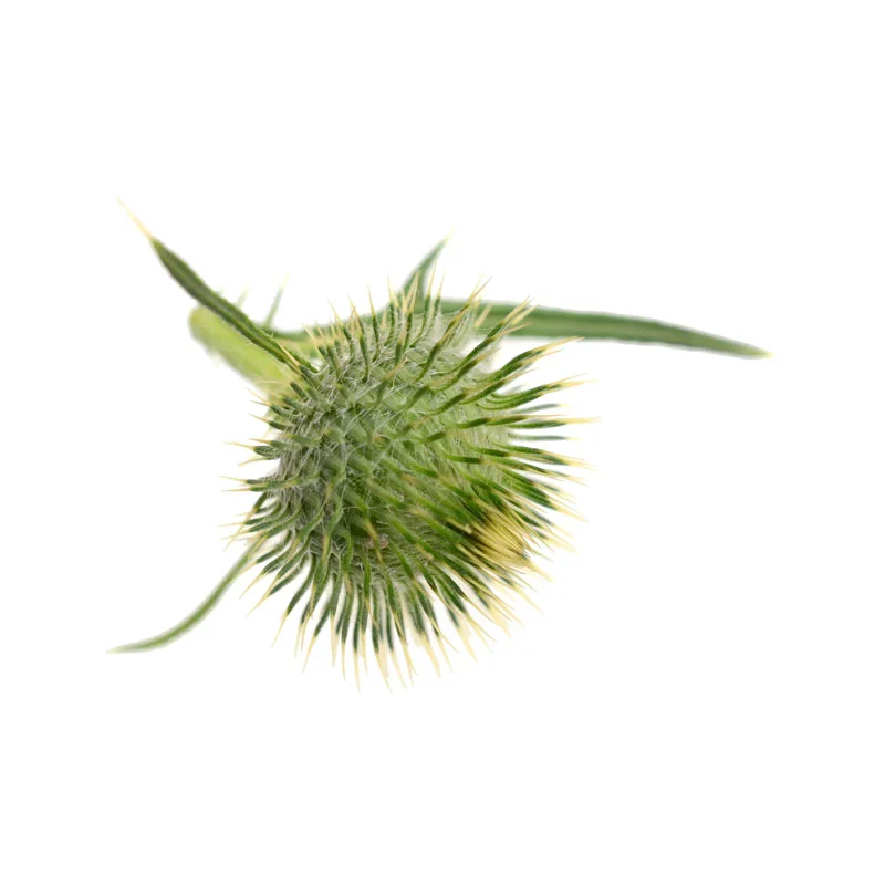 Distelöl Distelblüte, auch Saflorblüte genannt