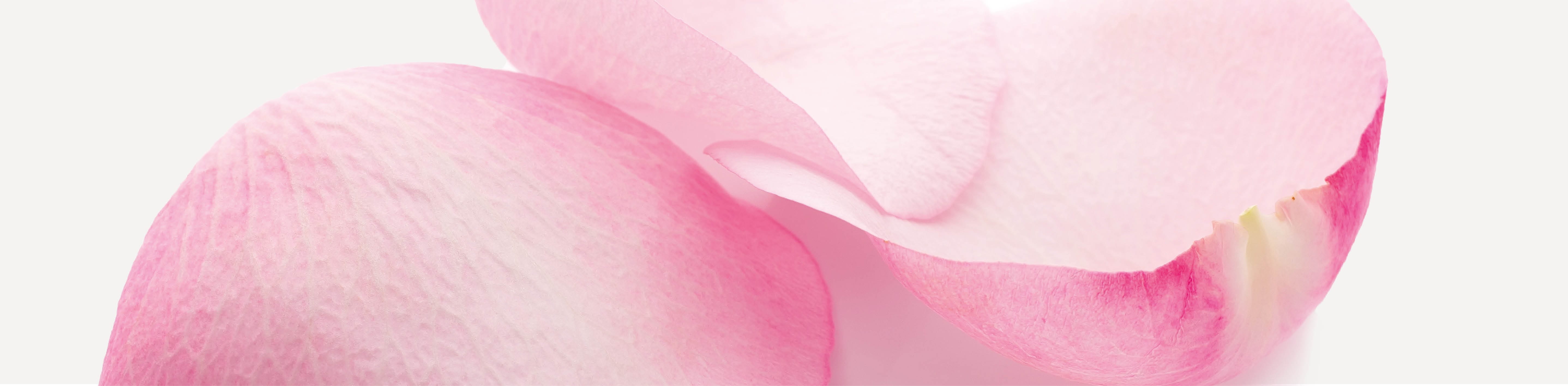 Header Rose Regeneration Pflegeserie verstreute Rosenblätter