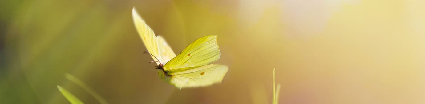 ARYA LAYA Newsletter: Melden Sie sich zu unserem Newsletter an! Nahaufnahme gelber Schmetterling