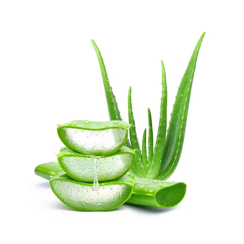 Aloe Vera Pflanze ganz und aufgeschnitten