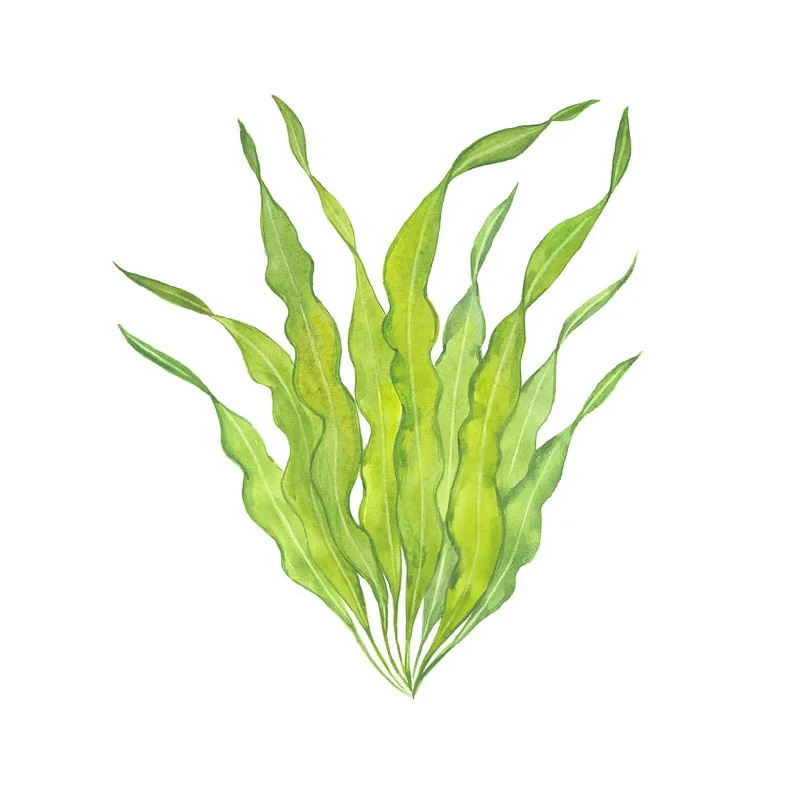 Algen-Extrakt Algenpflanze