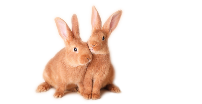 Keine Tierversuche Niedliche Kaninchen kuscheln sich aneinander