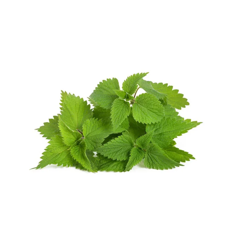 Brennessel-Extrakt Brennnessel-Blätter