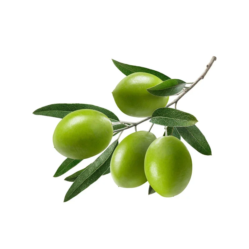 natives Olivenöl Zweig mit Oliven