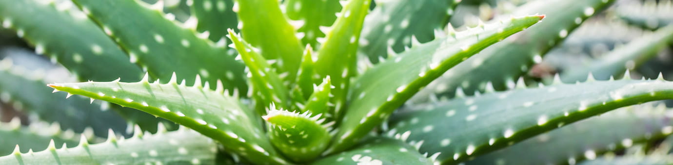 Aloe Vera Pflanze