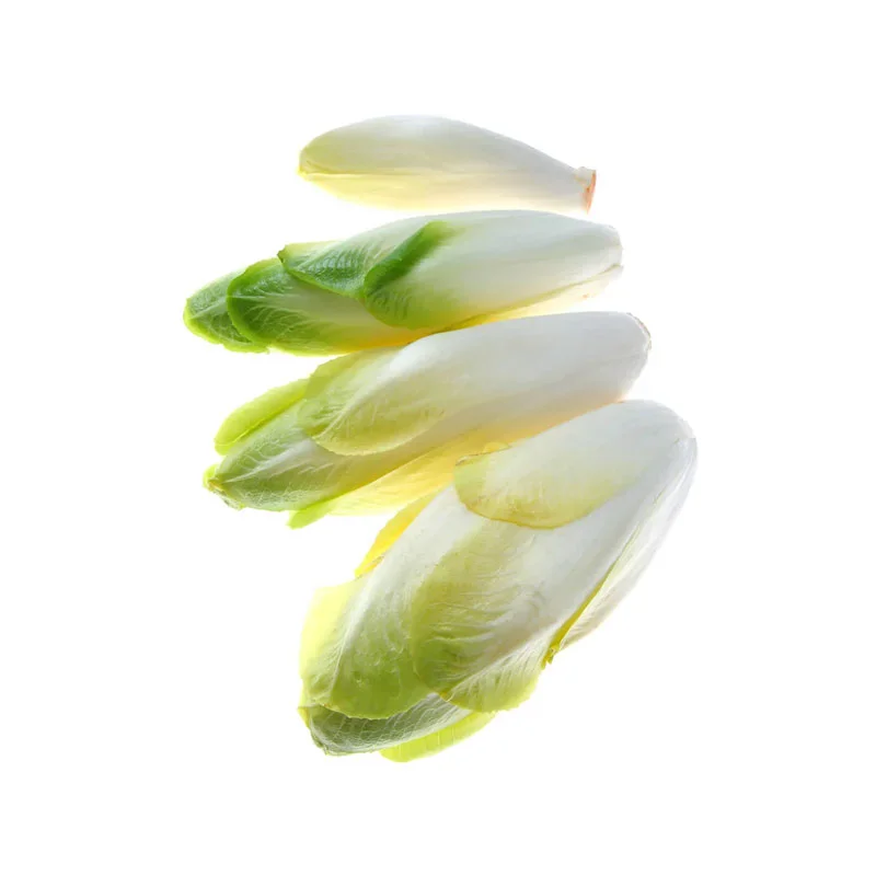 Inulin aus Chicorée knackiger Chicorée