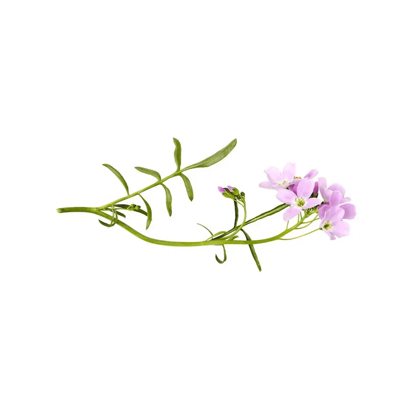 Wiesenschaumkraut-Öl Wiesenschaumkraut-Blüte