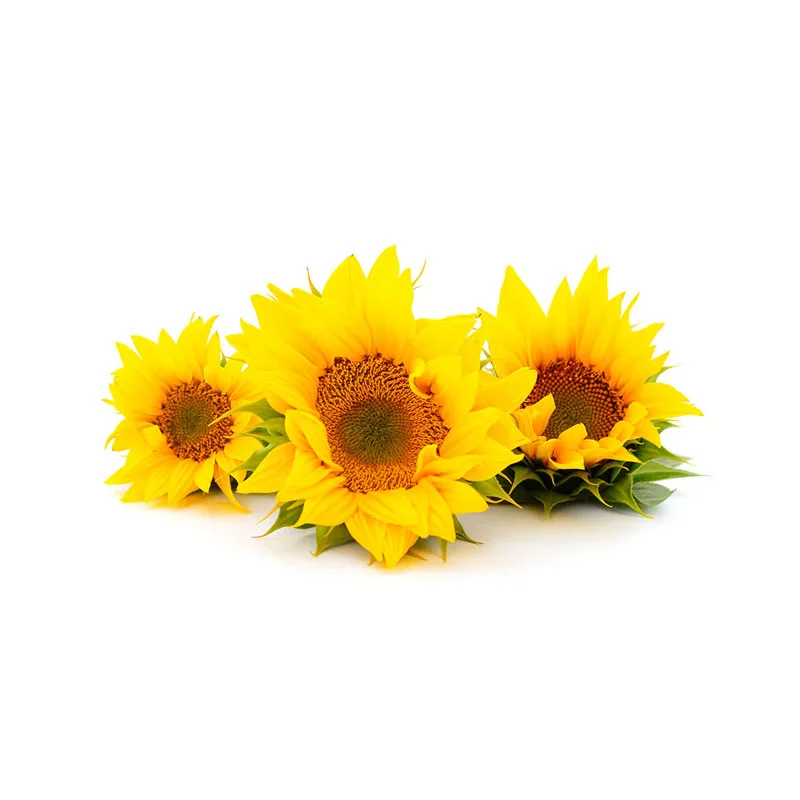Sonnenblumen-Öl Sonnblumen-Blüten