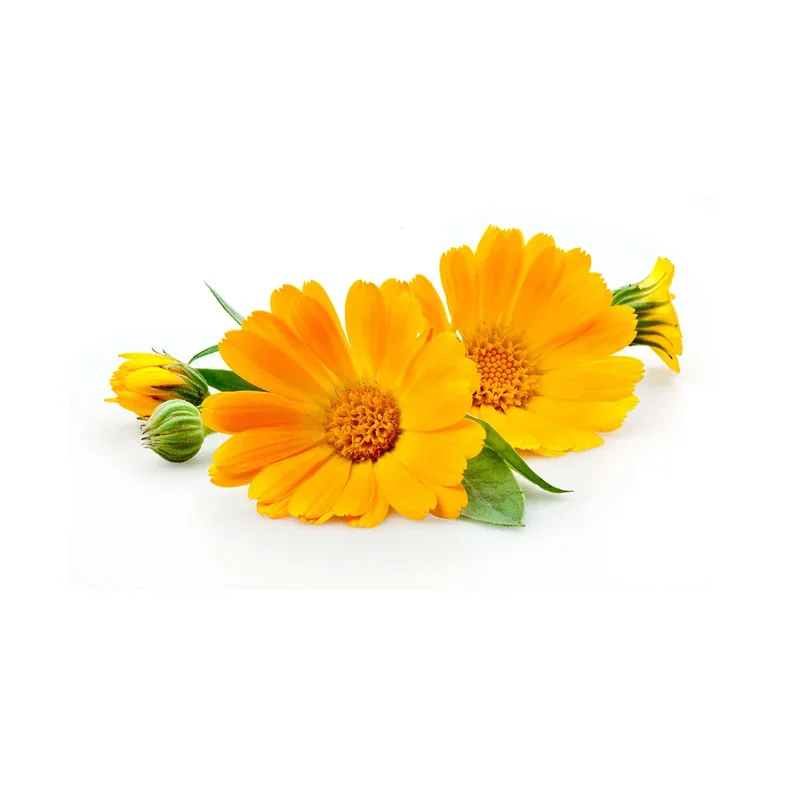 Calendula-Blüten