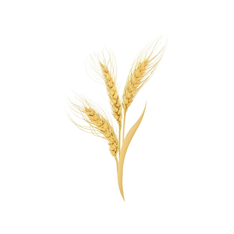 Beta Glucan aus fermentiertem Hafer Haferähre