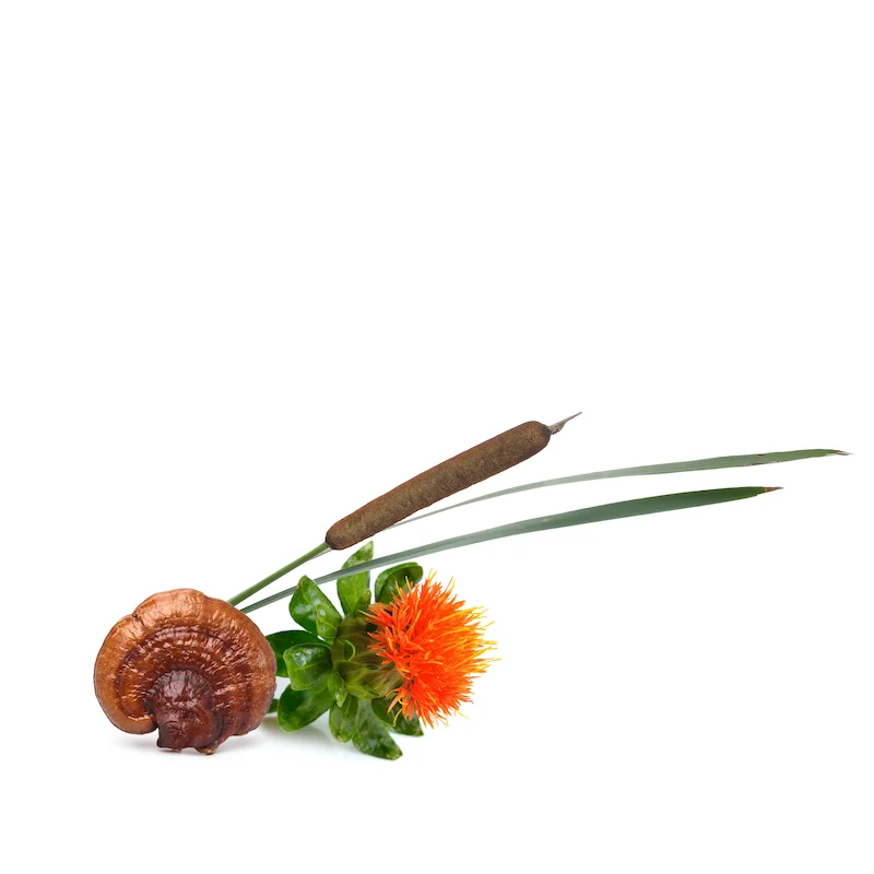 Wirkstoffkomplex aus  dem Fu-Ling-Pilz Schilfrohr- Vtamin F Arangement mit Fu Ling Pilz, Schilfrohr und Färberdistelblüte