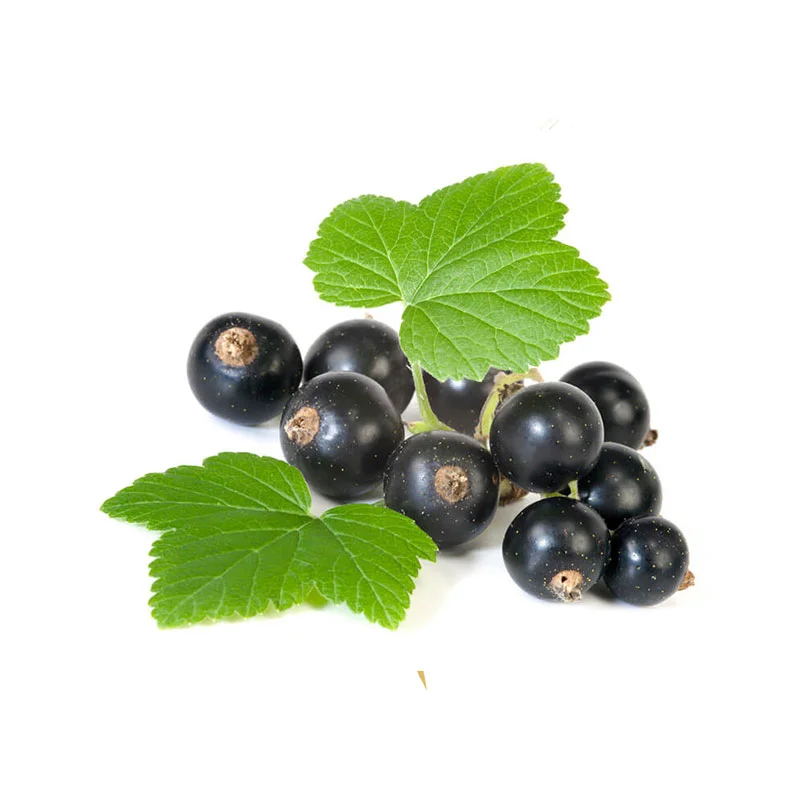 Johannisbeersamen-Öl Traube mit schwarzen Johannisbeeren